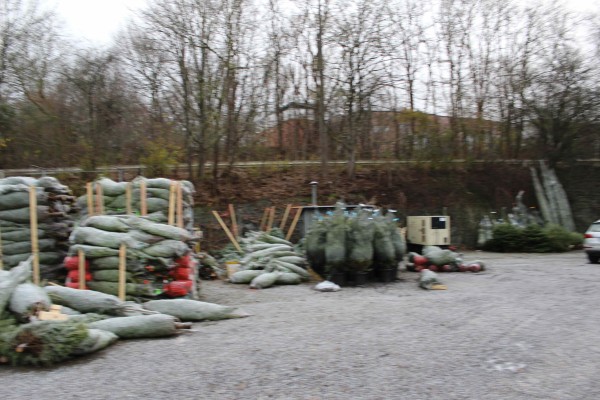 Aire de stockage extérieure de sapins